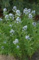 Amsonia cf. tabernaemontana